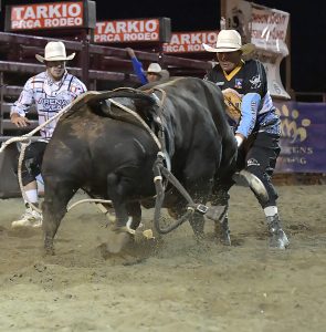 1 bull fighters_2770